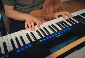 当你的狗狗趴在你手上时如何弹琴？